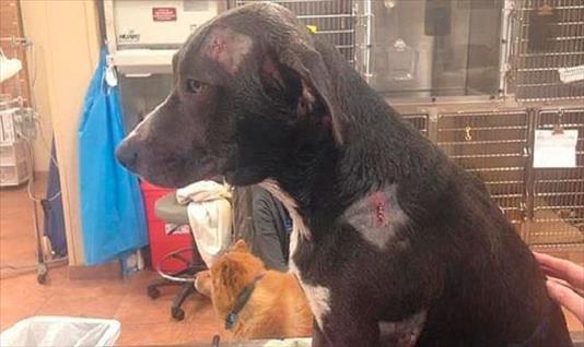 En un asalto, un perro recibió dos disparos por proteger a su dueño