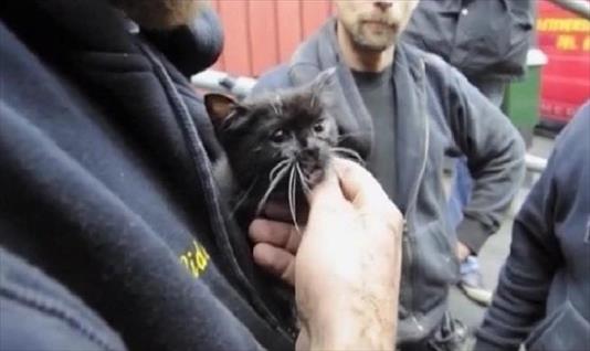 Pretendió rescatar a su gato y se cayó dentro de un silo  